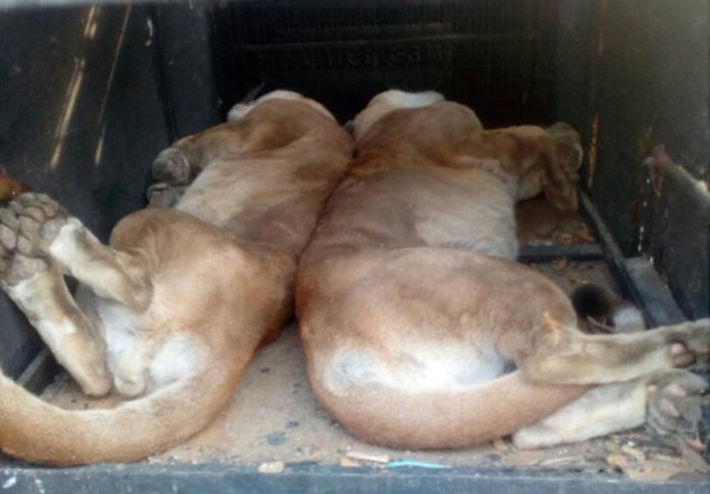 Felinos del zoológico de Barinas, trasladados a Yaracuy // Foto @RVAraguayan