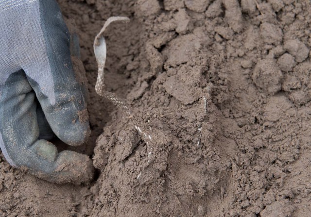 Hobby archaeologist Rene Schoen digs out a silver necklace in Schaprode, northern Germany on April 13, 2018. A 13-year-old boy and a hobby archaeologist have unearthed a "significant" trove in Germany which may have belonged to the legendary Danish king Harald Bluetooth who brought Christianity to Denmark. A dig covering 400 square metres (4,300 square feet) that finally started over the weekend by the regional archaeology service has since uncovered a trove believed linked to the Danish king who reigned from around 958 to 986. Braided necklaces, pearls, brooches, a Thor's hammer, rings and up to 600 chipped coins were found, including more than 100 that date back to Bluetooth's era. / AFP PHOTO / dpa / Stefan Sauer / Germany OUT