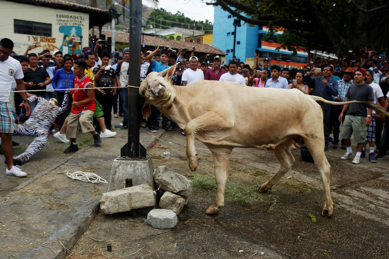 La extraña tradición en Guatemala durante la quema de Judas… Correr a los toros (fotos)