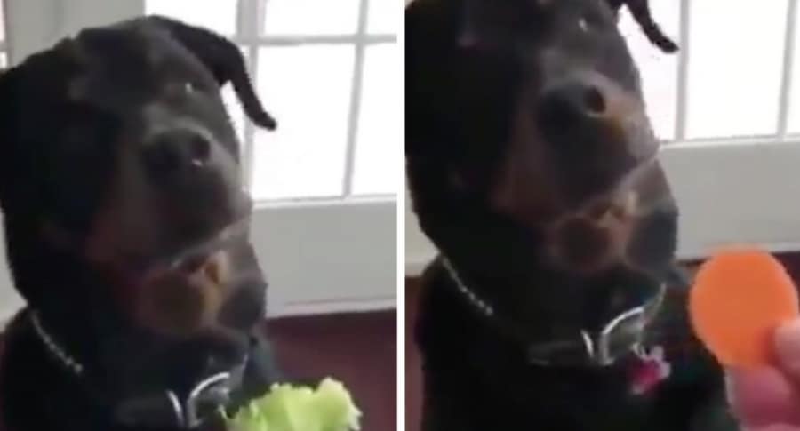 ¿No te gustan las verduras? A este perrito tampoco (Video)