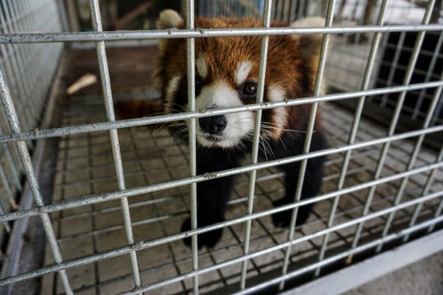 This picture taken on May 8, 2018 shows one of the three red pandas, once destined for the exotic wildlife trade, in a sanctuary in Luang Prabang. The three animals, nicknamed Jackie Chan, Bruce Lee and Peace, were among six found stuffed into crates during a random check of a van traveling from China over the border into northern Laos in January. / AFP PHOTO / Joe Freeman / TO GO WITH AFP STORY - Laos-environment-wildlife-panda