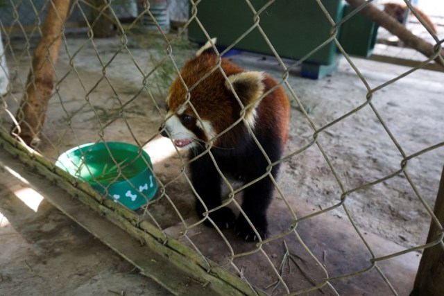 This picture taken on May 8, 2018 shows one of the three red pandas, once destined for the exotic wildlife trade, in a sanctuary in Luang Prabang. The three animals, nicknamed Jackie Chan, Bruce Lee and Peace, were among six found stuffed into crates during a random check of a van traveling from China over the border into northern Laos in January. / AFP PHOTO / Joe Freeman / TO GO WITH AFP STORY - Laos-environment-wildlife-panda