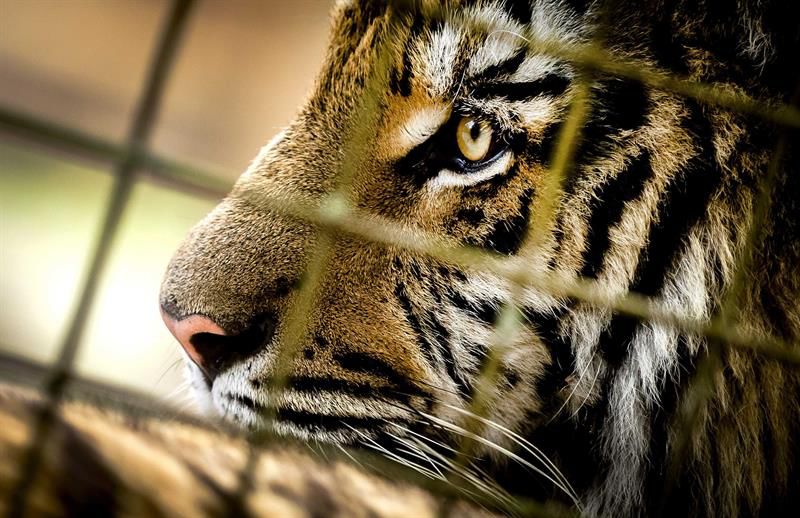 Falsa alerta sobre felinos fugados de un zoo causa pánico en Alemania