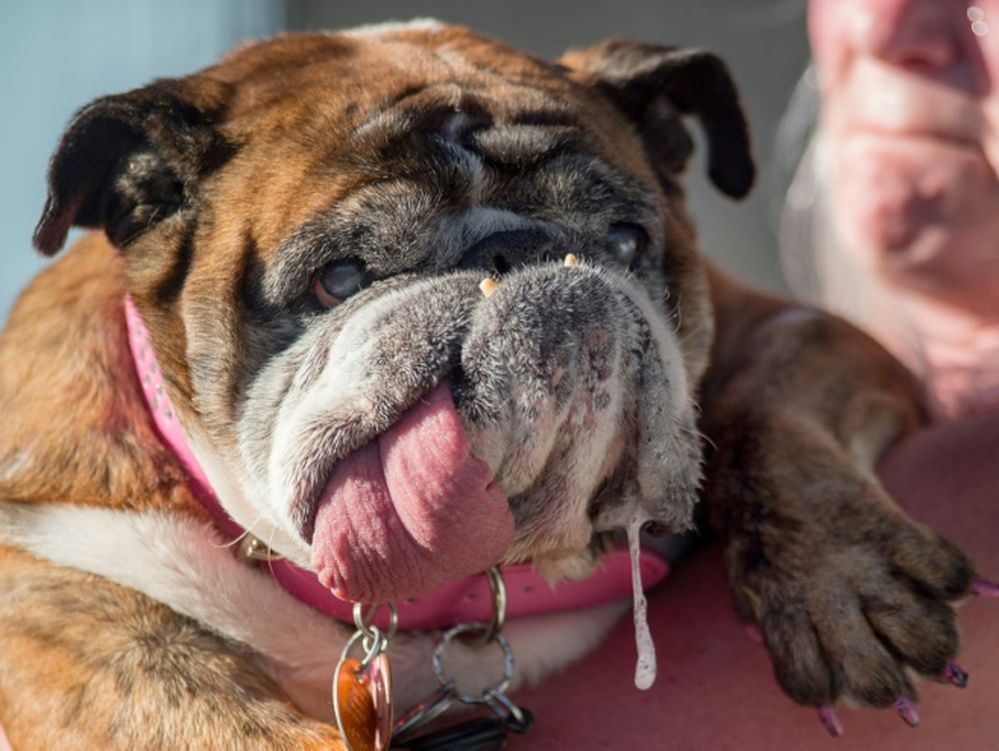 Un bulldog baboso, el perro mas feo del mundo