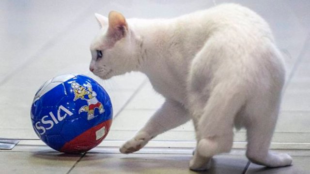 Aquiles, el gato predicador | Foto: @larepublica_pe