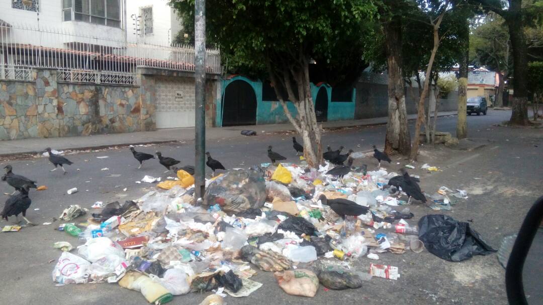 ¿Y la recolección de basura pa’ cuándo? Los zamuros están de fiesta en El Paraíso (Fotos y Video)