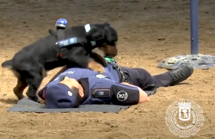 ¡Increíble! Este perro policía sabe dar RCP (video)