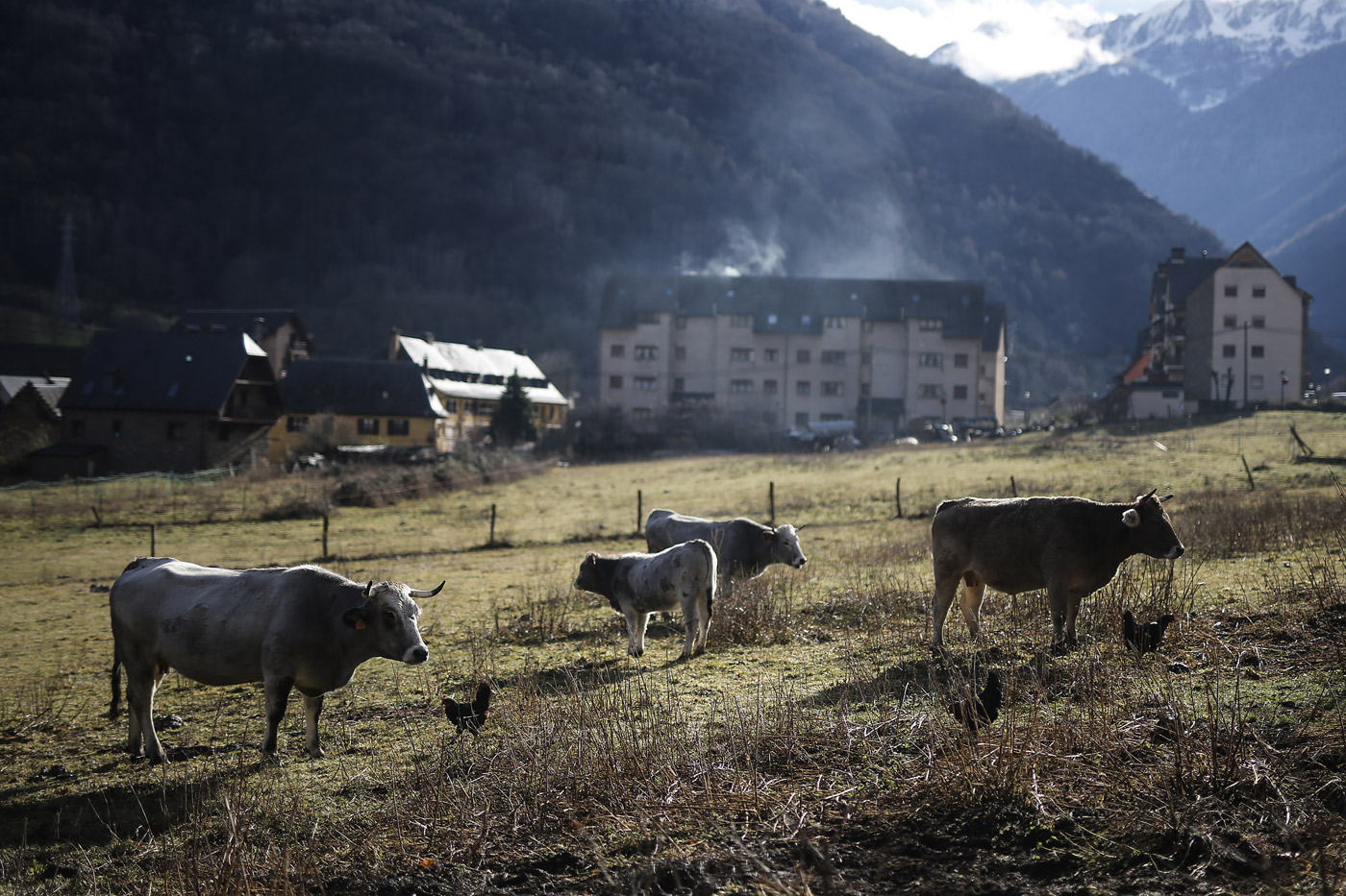 Cataluña autoriza la venta de leche cruda y desata una nueva polémica