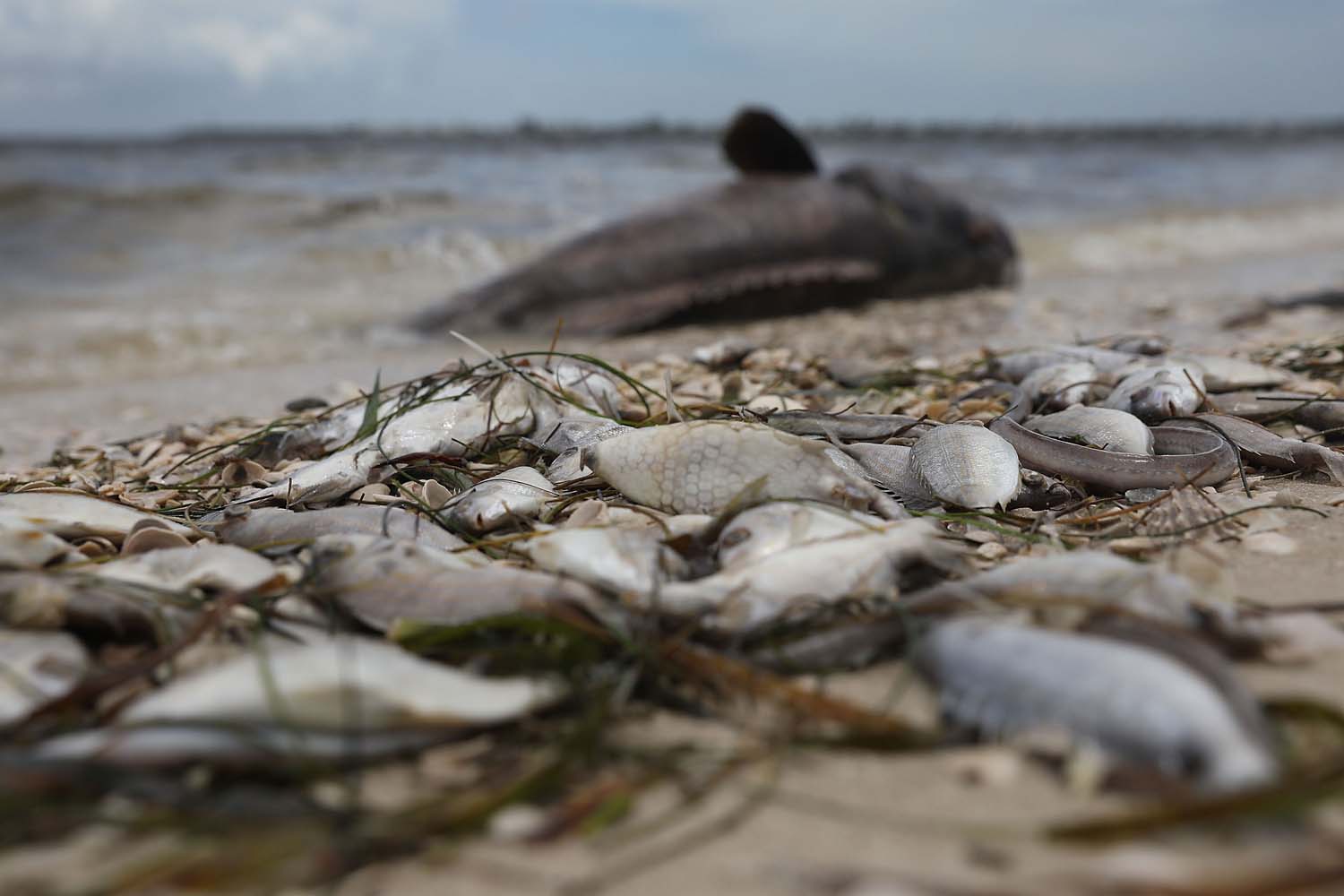 La marea roja llega a la costa sureste de Florida