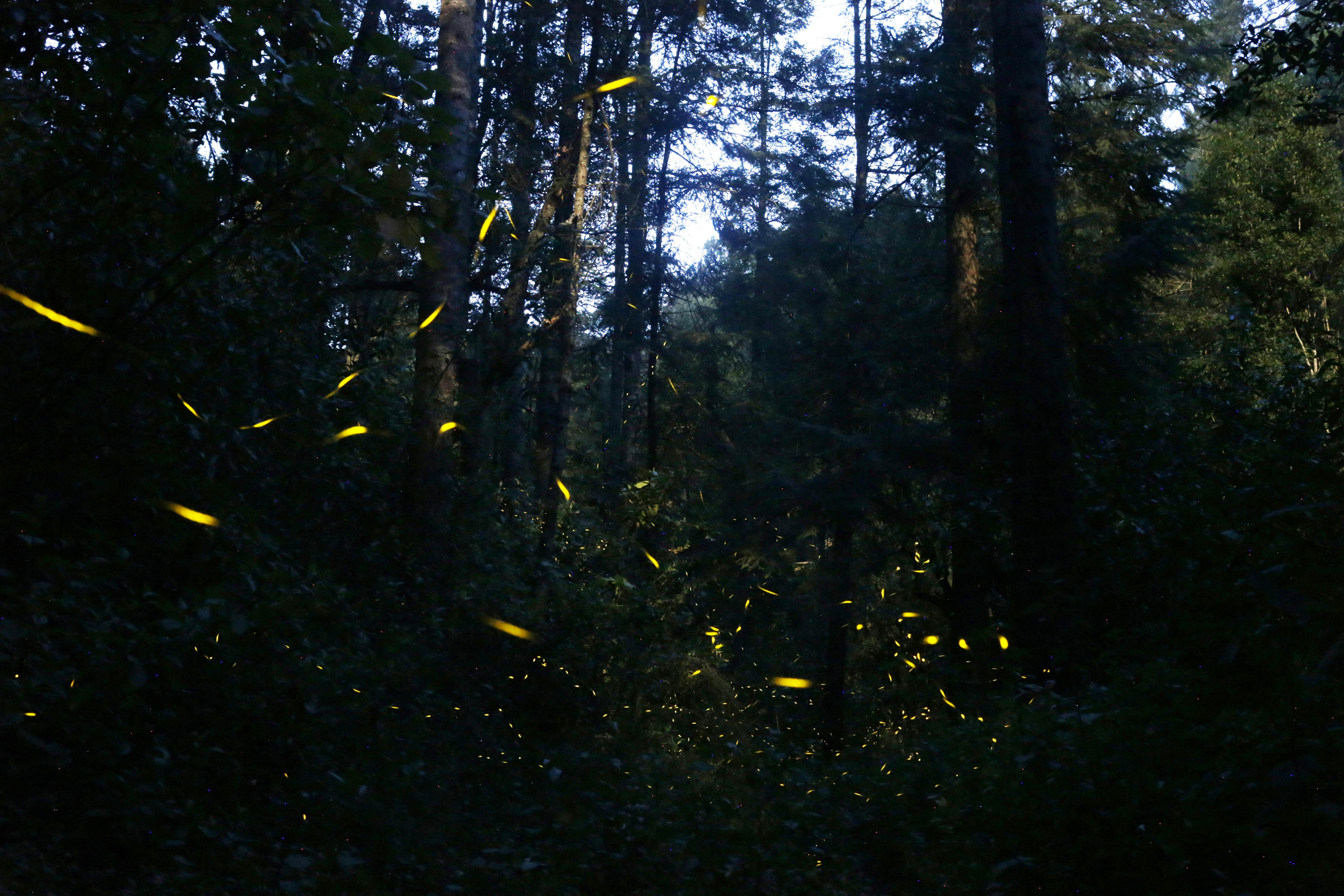 La intimidad de las luciérnagas al descubierto (imágenes)