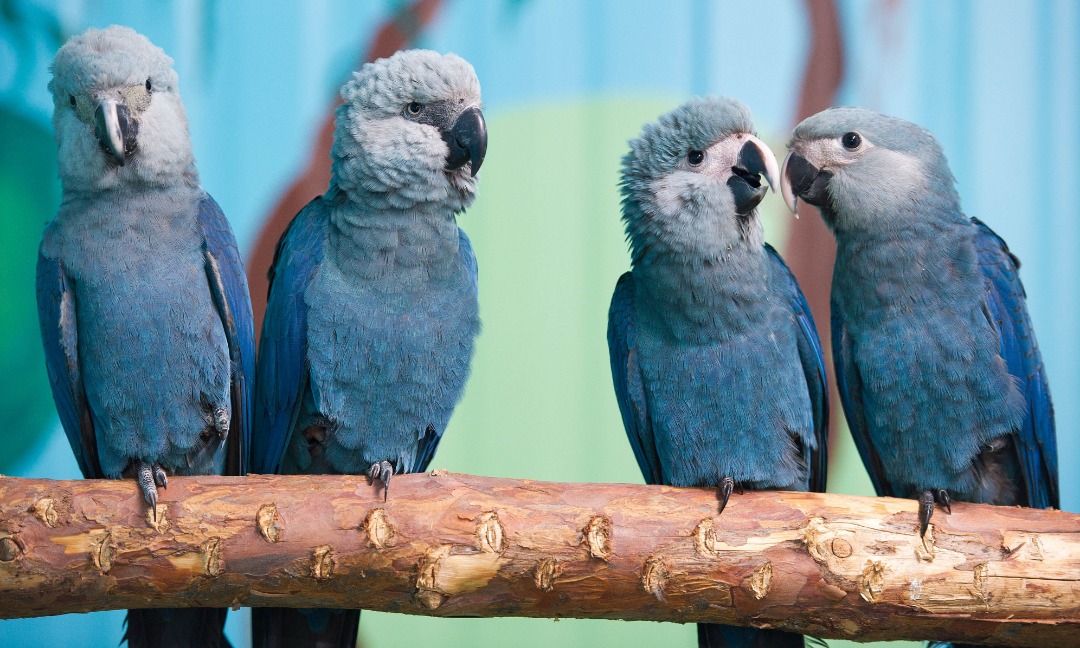 El guacamayo de spix que inspiró la película “Río” se ha extinto