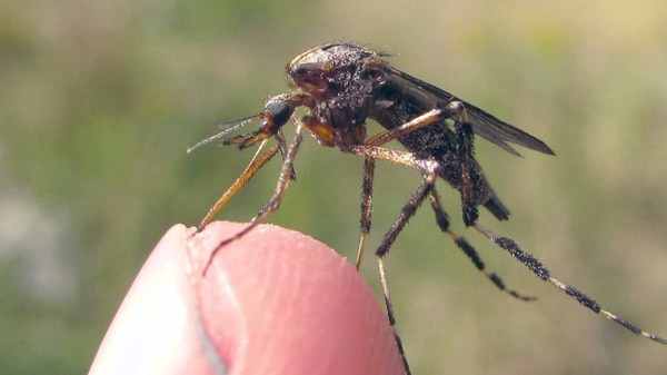 La secuela desconocida de los huracanes: Horribles y agresivos mosquitos gigantes (FOTOS)