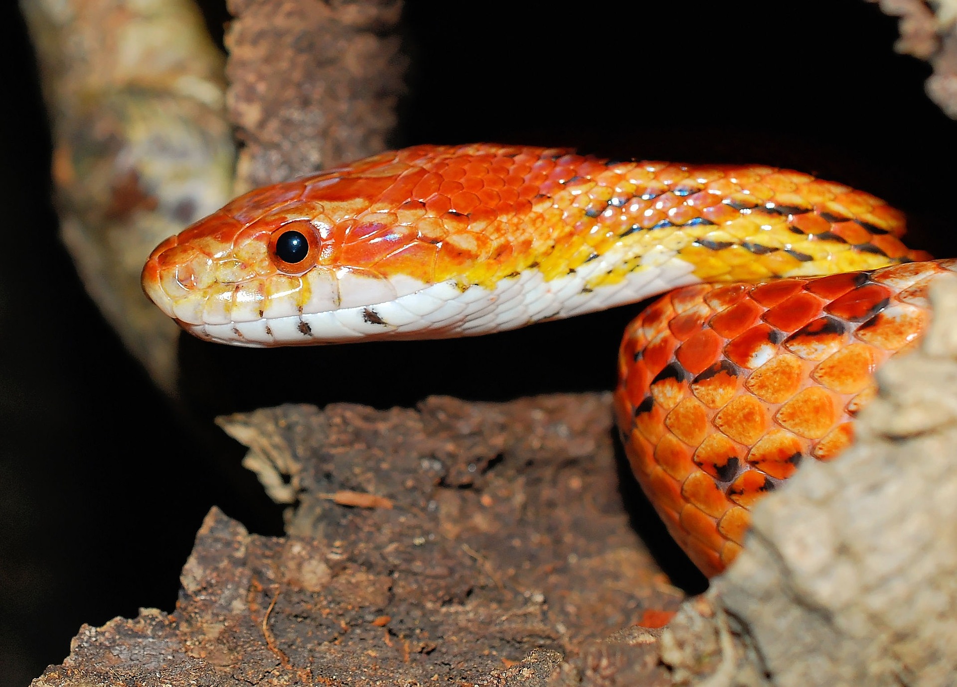 Pregunta seria: ¿Qué pasa cuando las dos cabezas de una misma serpiente tragan ratones al unísono? (Video)