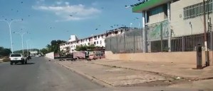 No es una película de Hitchcock… Los zamuros invaden las calles en Anzoátegui (VIDEO)
