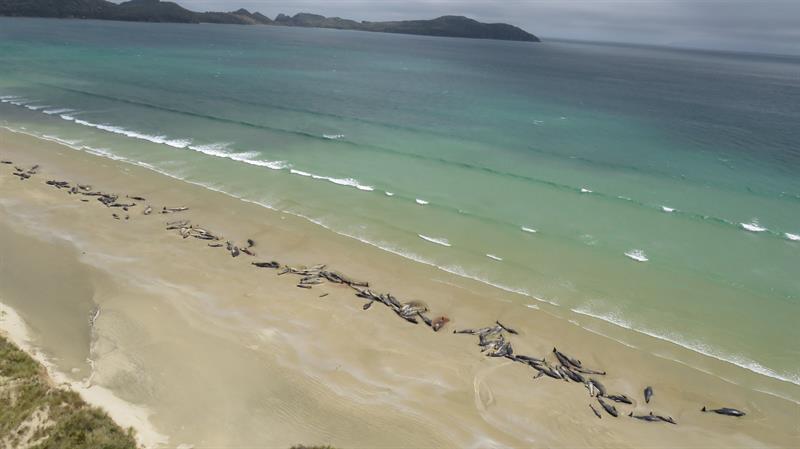 Hallan 145 ballenas muertas en una playa remota de Nueva Zelanda