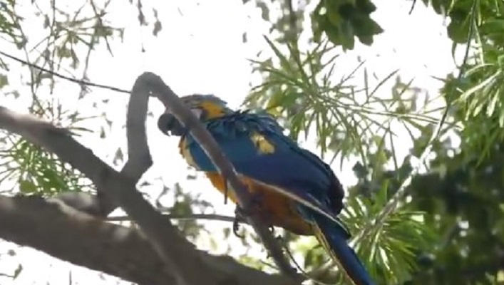 ¡Excelente labor! Paramédicos rescatan guacamaya herida en Chacao (Videos)