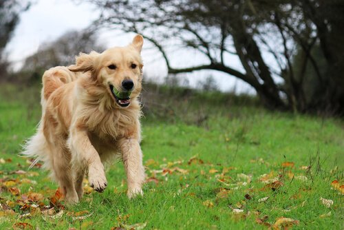 Este perro guio a la ambulancia donde llevaban a su amo luego de que se desmayara