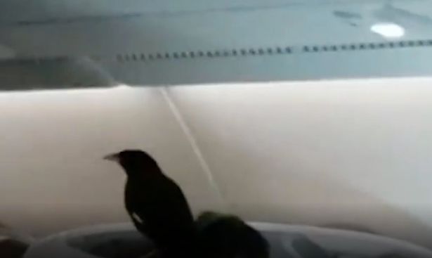 Un pájaro fue encontrado a bordo de clase ejecutiva de un vuelo de Singapore Airlines (video)