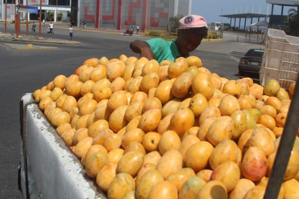 Varguenses sustituyen la arepa por el mango