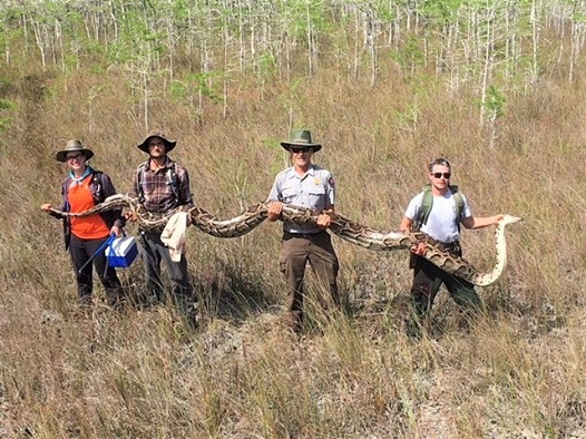 Capturan una pitón de 5,2 metros en Florida