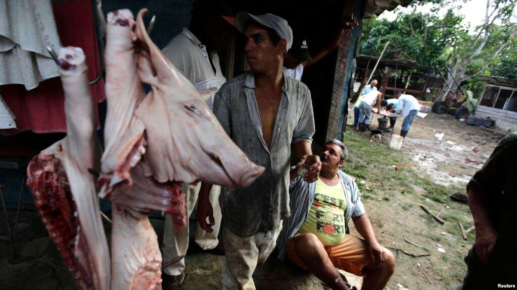 Cuba: El régimen acosa a productores privados de carne de cerdo