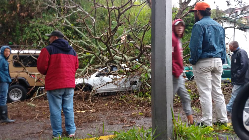 Le cayó un árbol sobre el carro mientras esperaba por combustible #14Jun (foto)