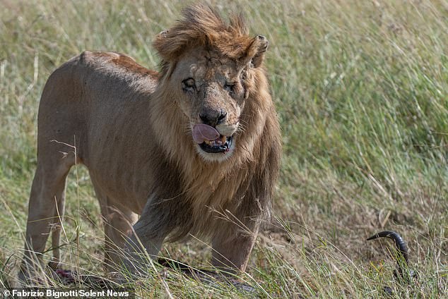 ¿Scar, eres tú? La enigmática cicatriz en el ojo de un león, como la del villano de Disney (FOTOS)