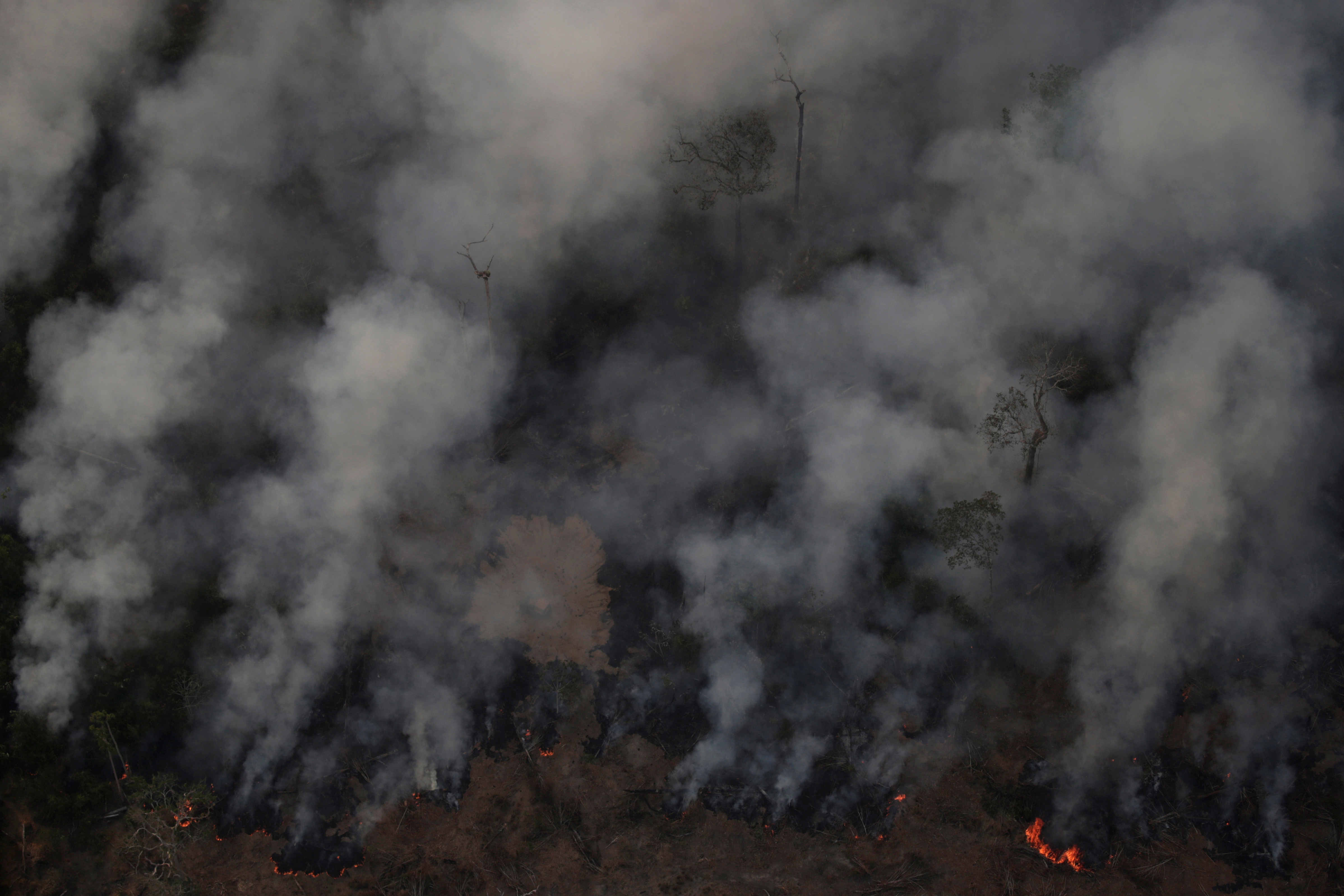 Cinco cosas que se pueden hacer para AYUDAR a la selva amazónica