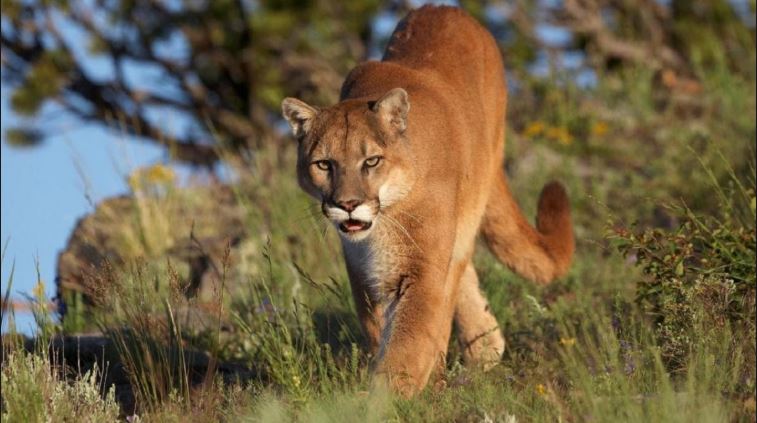 VIRAL: Justo cuando un puma amenazaba con atacarla, puso una canción de Metallica y se salvó