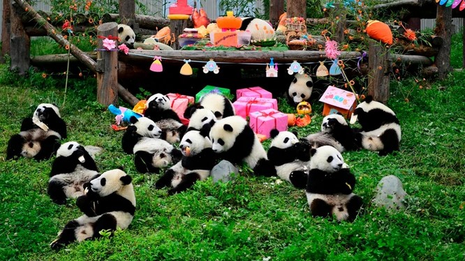 Tiene 24 años y el mejor empleo del mundo: Cuidador de pandas bebés