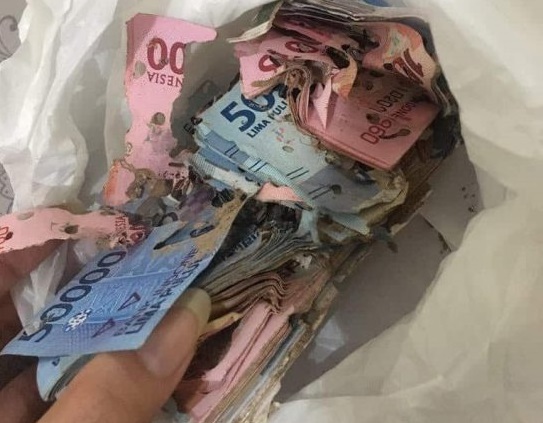 Termitas devoran los ahorros de una abuela (fotos)