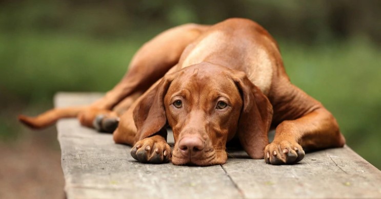 Llegarán a Nueva York los perros rescatados del atroz comercio de carne canina en China