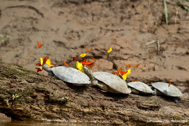 En el Amazonia, existe un tipo de mariposa que bebe lágrimas de tortugas (fotos) 