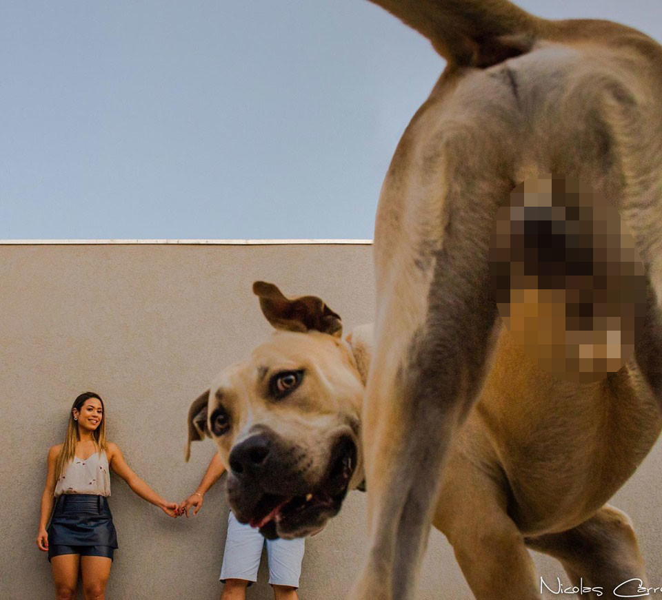 Este perro saboteo una sesión de fotos y resultaron tan divertidas que se volvieron virales