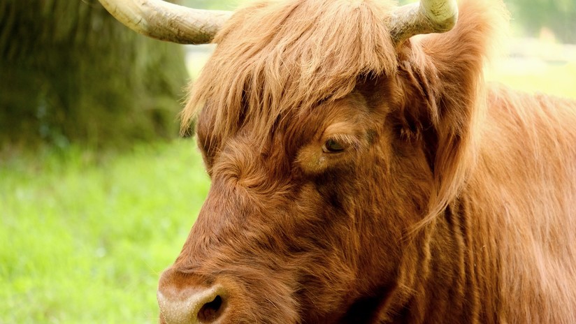 Un toro salvaje ingresa a una cancha de fútbol para embestir al público (VIDEO)