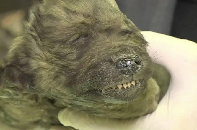 Hallan en Rusia un perro prehistórico de 18.000 años (Foto y Video)