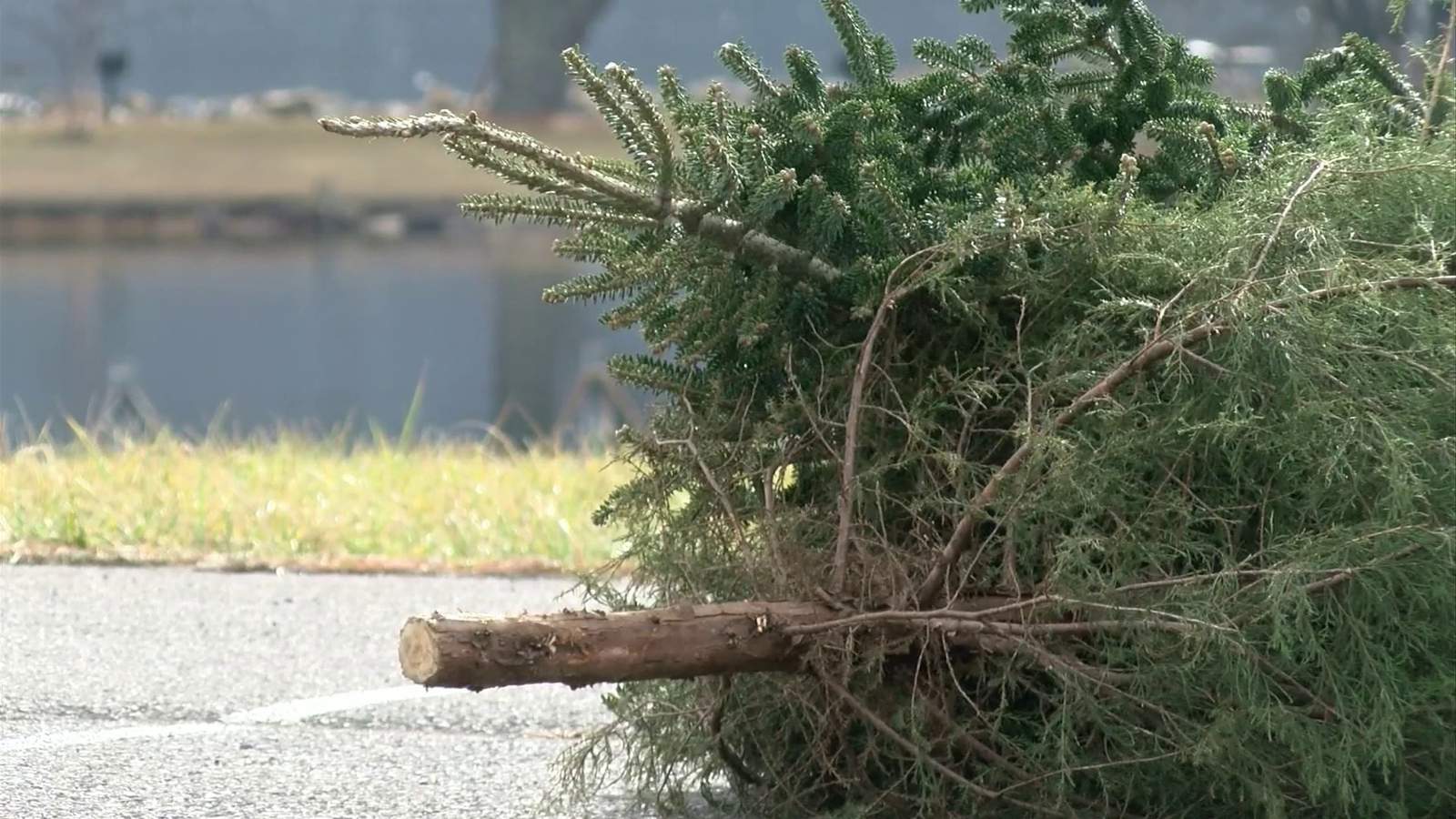 La organización benéfica Winter Garden quiere hacer bastones para veteranos con su árbol de Navidad