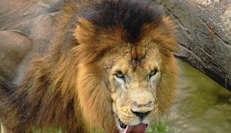 Captan a un león “conduciendo” un todoterreno en un zoológico en Suiza (FOTO)