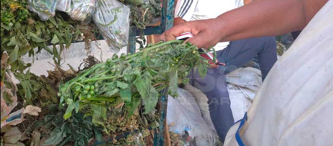 Guaros obligados a usar yerbas para curar la escabiosis