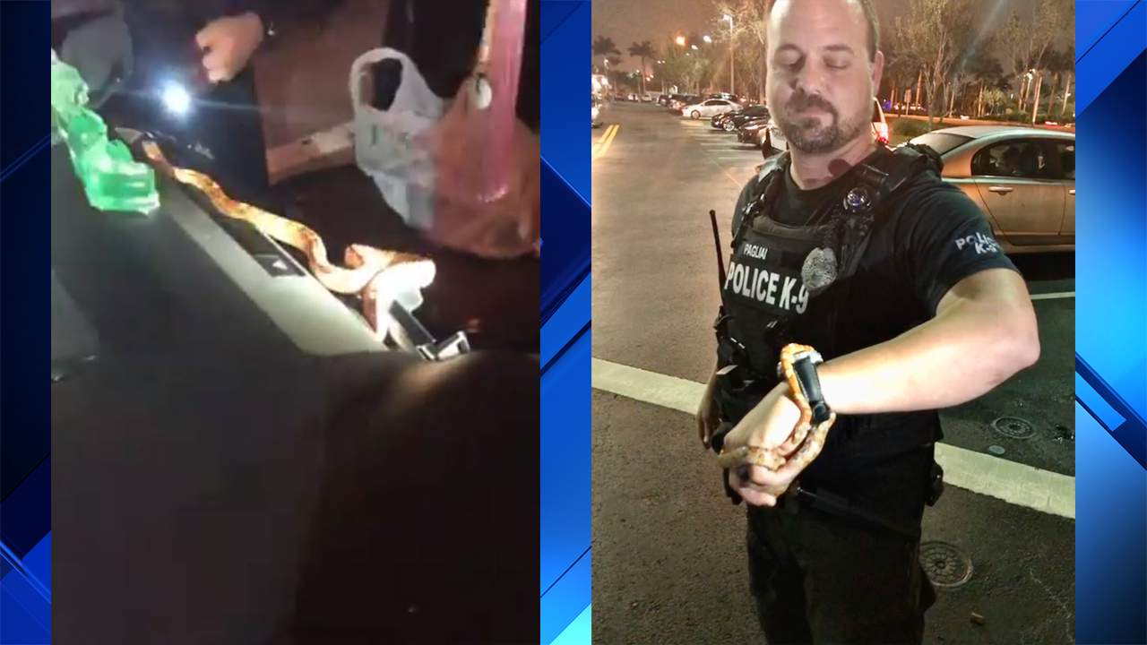 Mujer encuentra una serpiente dentro de su auto mientras conducía en Pembroke Pines