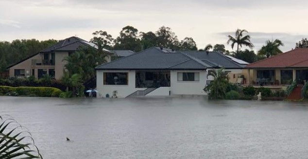 Incendios y ahora inundaciones: Las lluvias dejan en Australia tiburones en las calles (Foto)