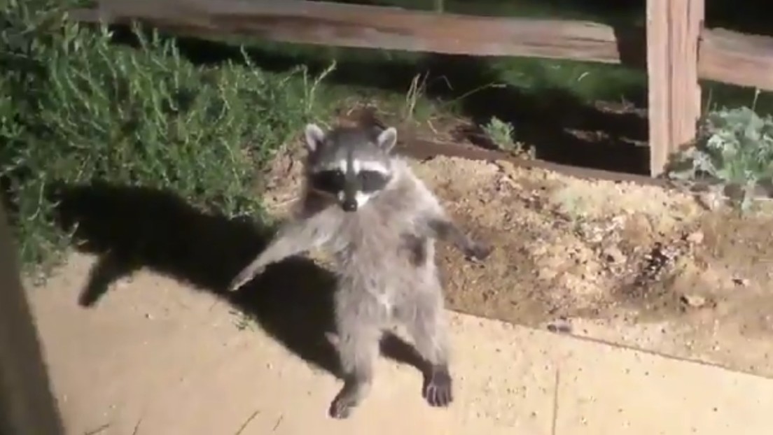 El insólito momento en que dos mapaches fingen ser estatuas al ser descubiertos en un jardín (VIDEO)