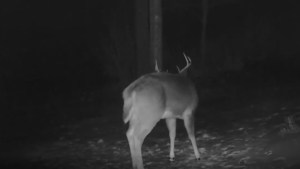 Captan extraño momento en que un ciervo mudó su cornamenta (VIDEO)
