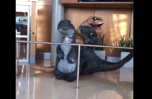 El divertido reencuentro de tres Tiranosaurios Rex en un aeropuerto de Canadá (Video)