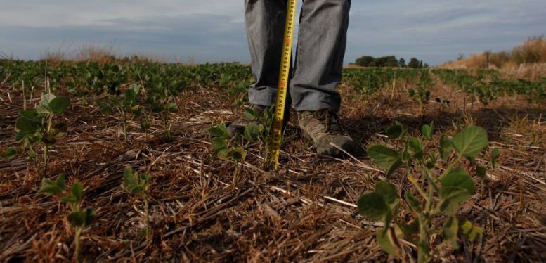 Cosechas en Guárico y Aragua se encuentran en peligro por la falta de agua