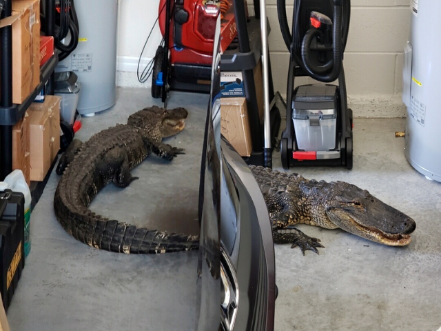Encontró un caimán de más de 2 metros en su estacionamiento (fotos)