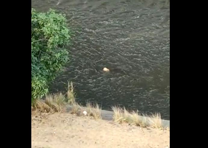 Cadáver de abatido en balacera de la Fajardo cayó al Guaire y se fue con la corriente (VIDEO)