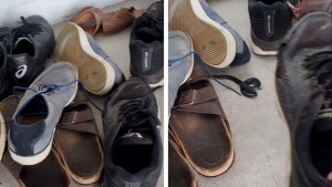 Una serpiente venenosa se camufla entre una pila de zapatos en una casa familiar en Australia (Video)