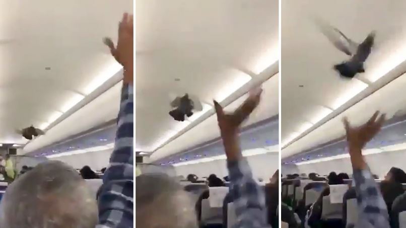 Palomas causaron revuelo tras meterse en un avión que despegaba en la India (VIDEO)