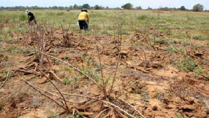 Fedeagro: El sector agropecuario venezolano enfrenta su peor crisis en 50 años